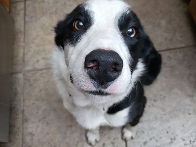 Boarder Collie - Best offer if you have a large yard!