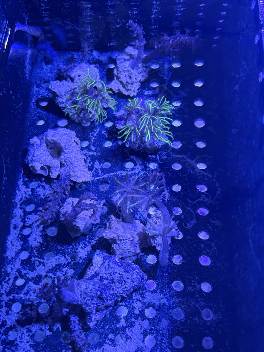 Small coral Frags $7 Each