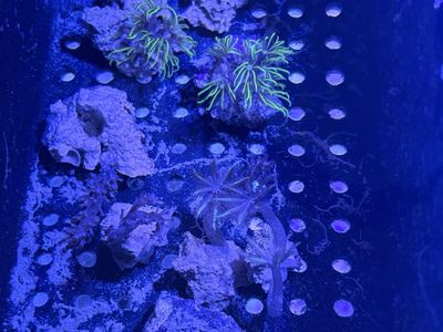 Small coral Frags $7 Each