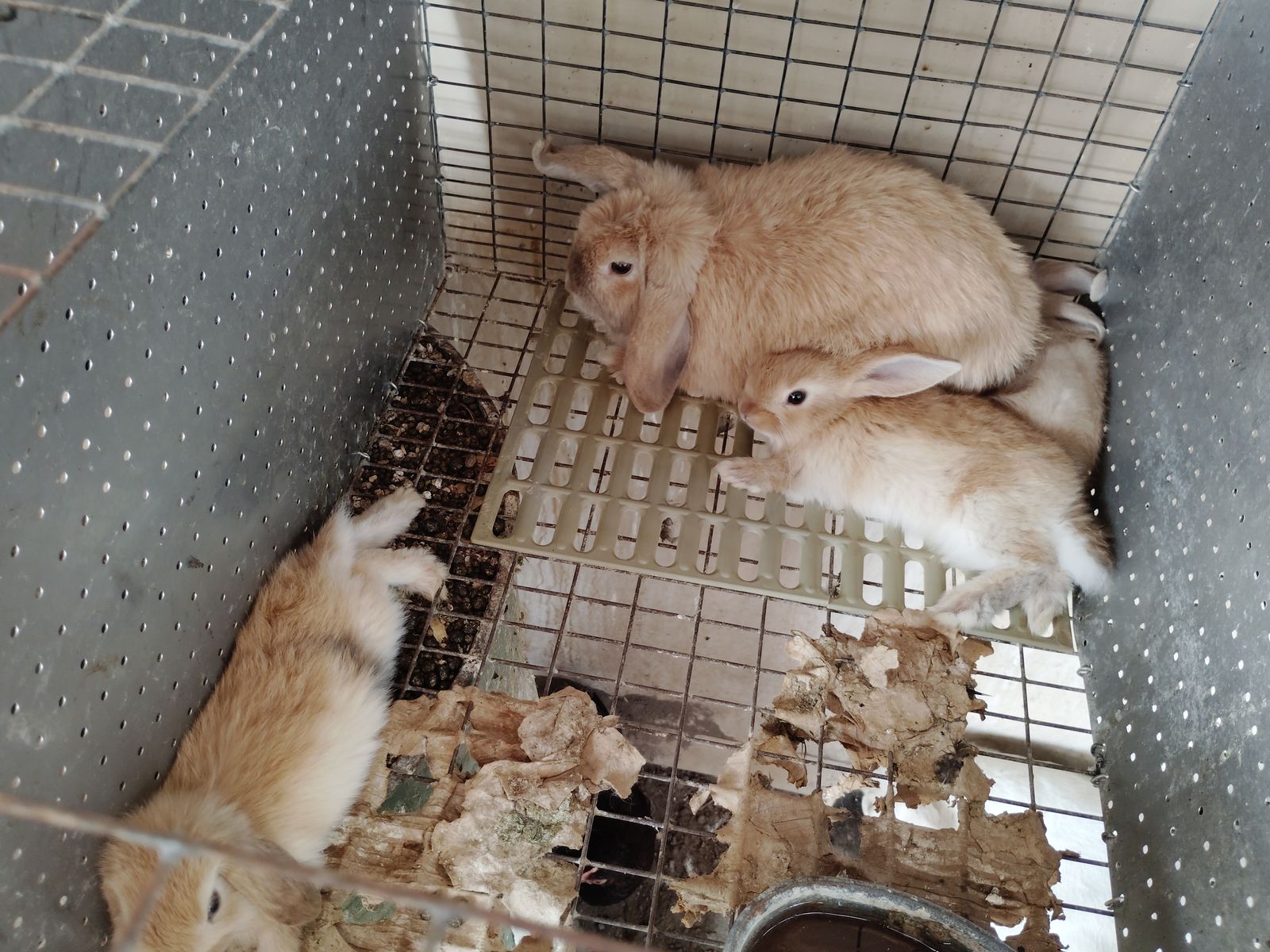 Lop and kids