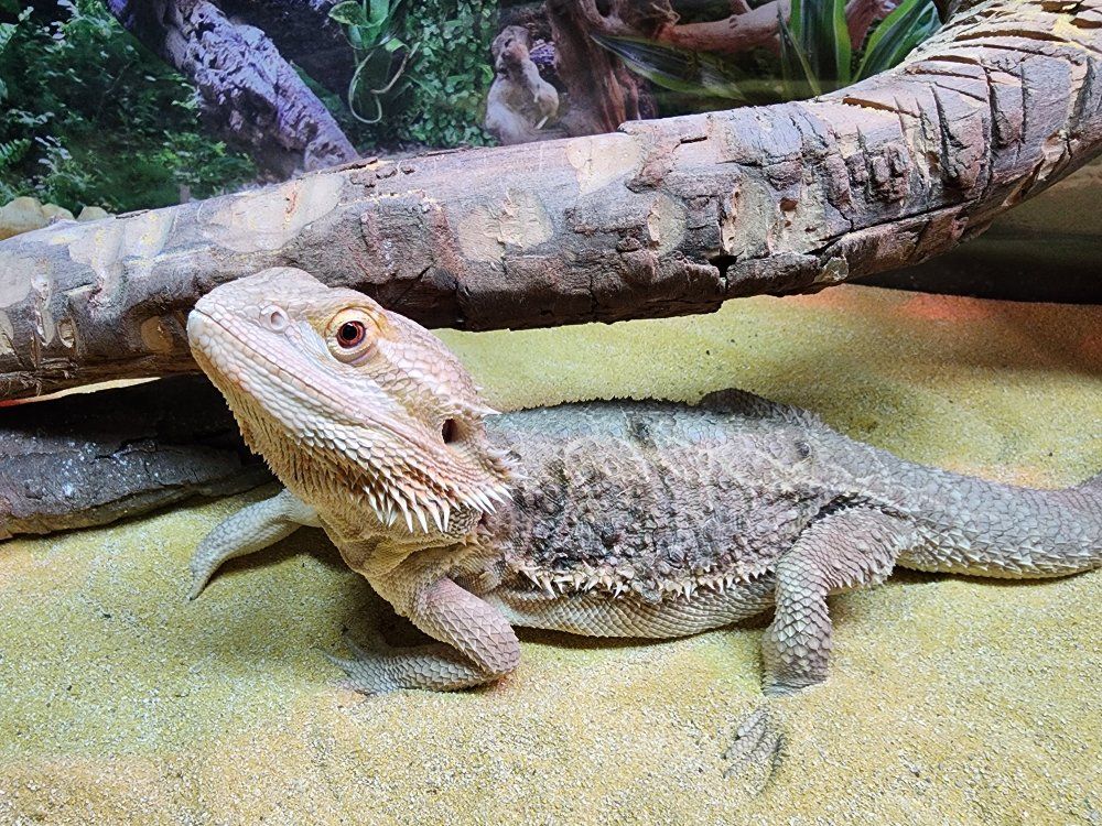 Bearded dragon & Enclosure