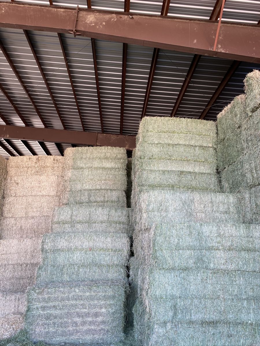 Alfalfa Hay