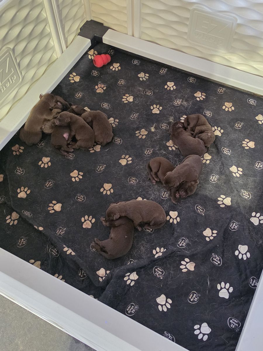 AKC Chocolate labs.