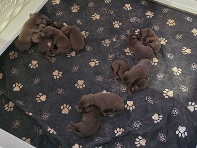AKC Chocolate labs.