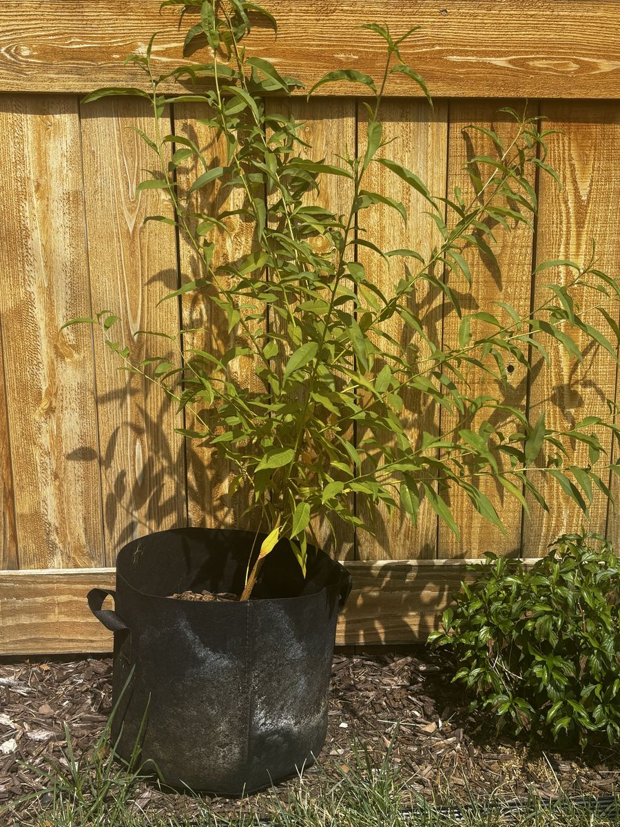 Peach tree: 3 feet tall. Semi-Dwarf