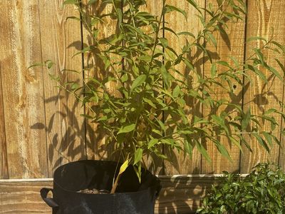 Peach tree: 3 feet tall. Semi-Dwarf