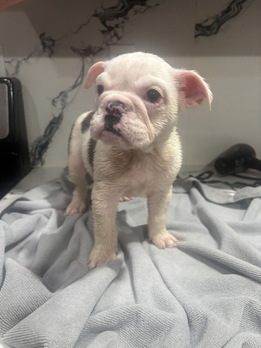 English bulldog pups
