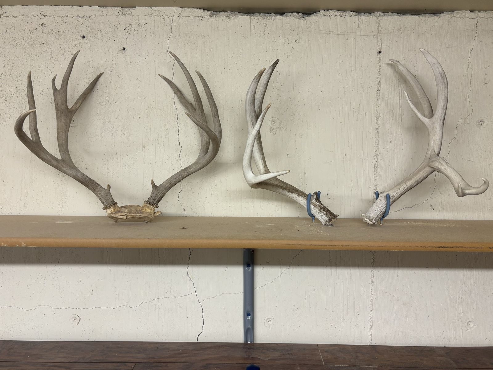 Mule deer horns