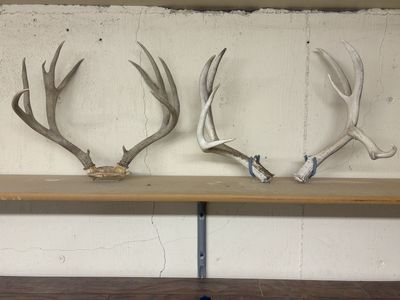 Mule deer horns