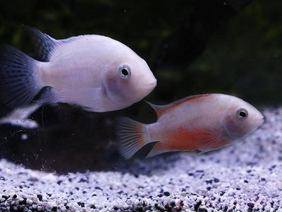White Peacock Cichlids