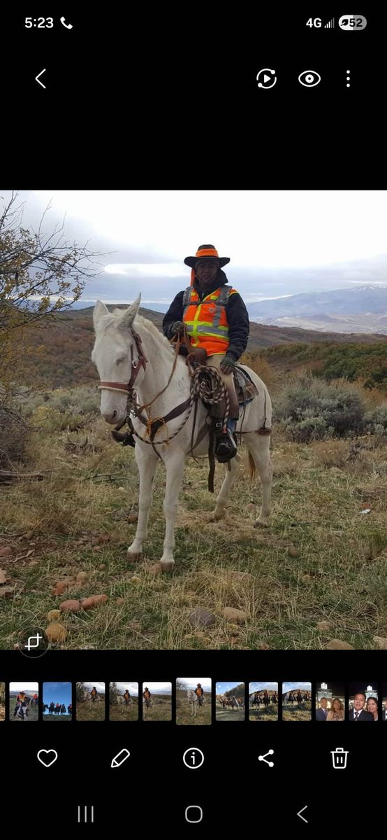 Mule for Sale - Experienced Trail Riding, Pack Animal