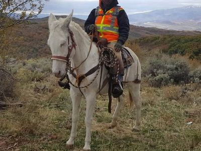 Mule for Sale - Experienced Trail Riding, Pack Animal