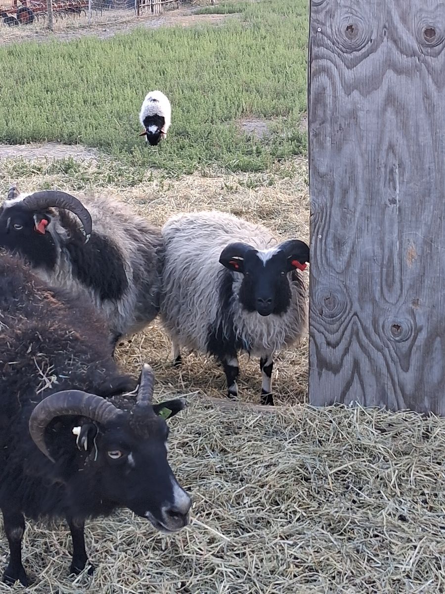 Registered Dairy Line Icelandic Ram