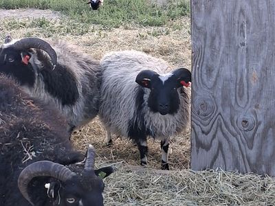 Registered Dairy Line Icelandic Ram