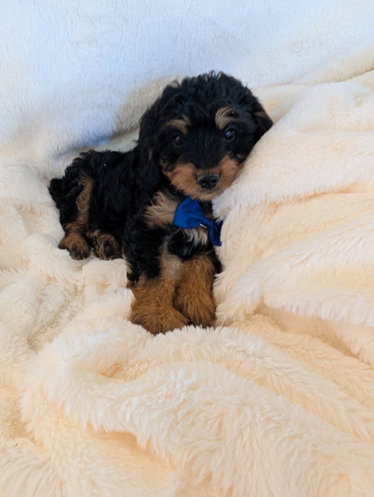 Yorkiepoo Puppies!!! Yorkie Toy Poodle mix