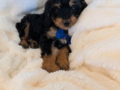Yorkiepoo Puppies!!! Yorkie Toy Poodle mix