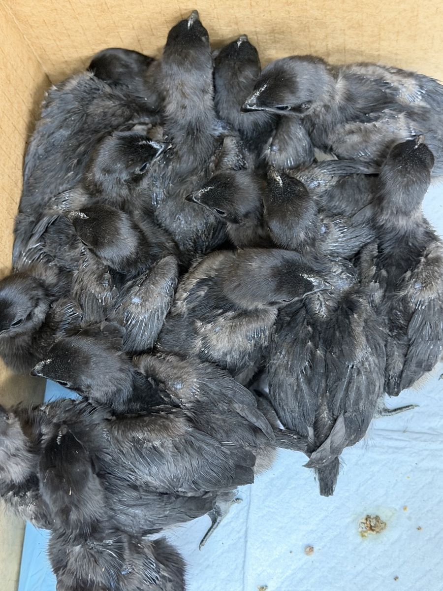 Ayam Cemani chicks