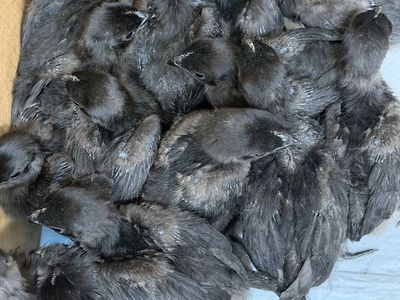 Ayam Cemani chicks