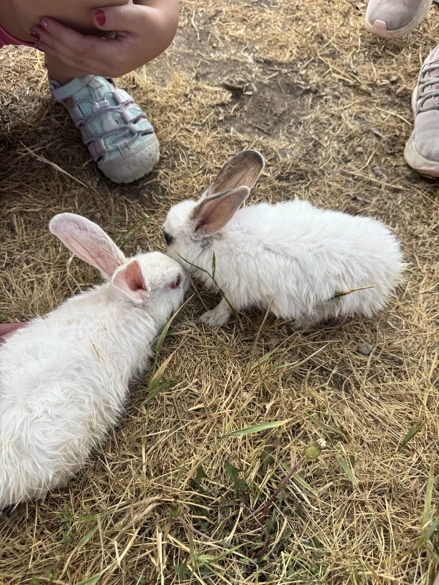 Rabbits and supplies