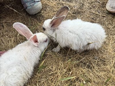 Rabbits and supplies