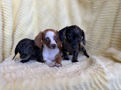 Tini Weenie Dachshunds
