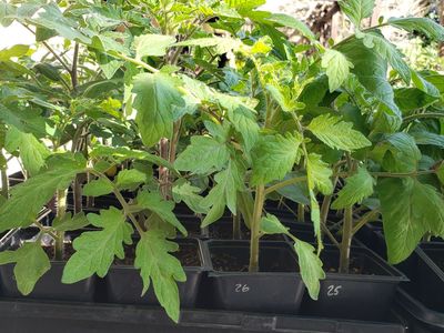 Tomato Plants, Heirloom Tomatoes, Pepper Plants, Basil Plants