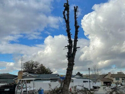 Earthlys Tree Care services, trimming, removal(Tree health specialist) Arborist, proper pruning