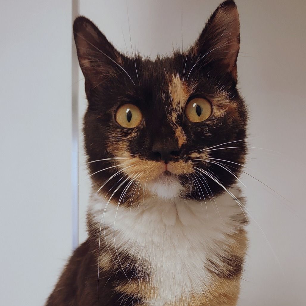 Hello my name is Hawaii