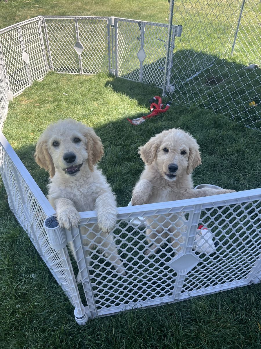 Golden Doodles