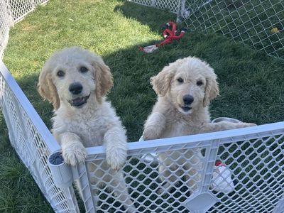 Golden Doodles