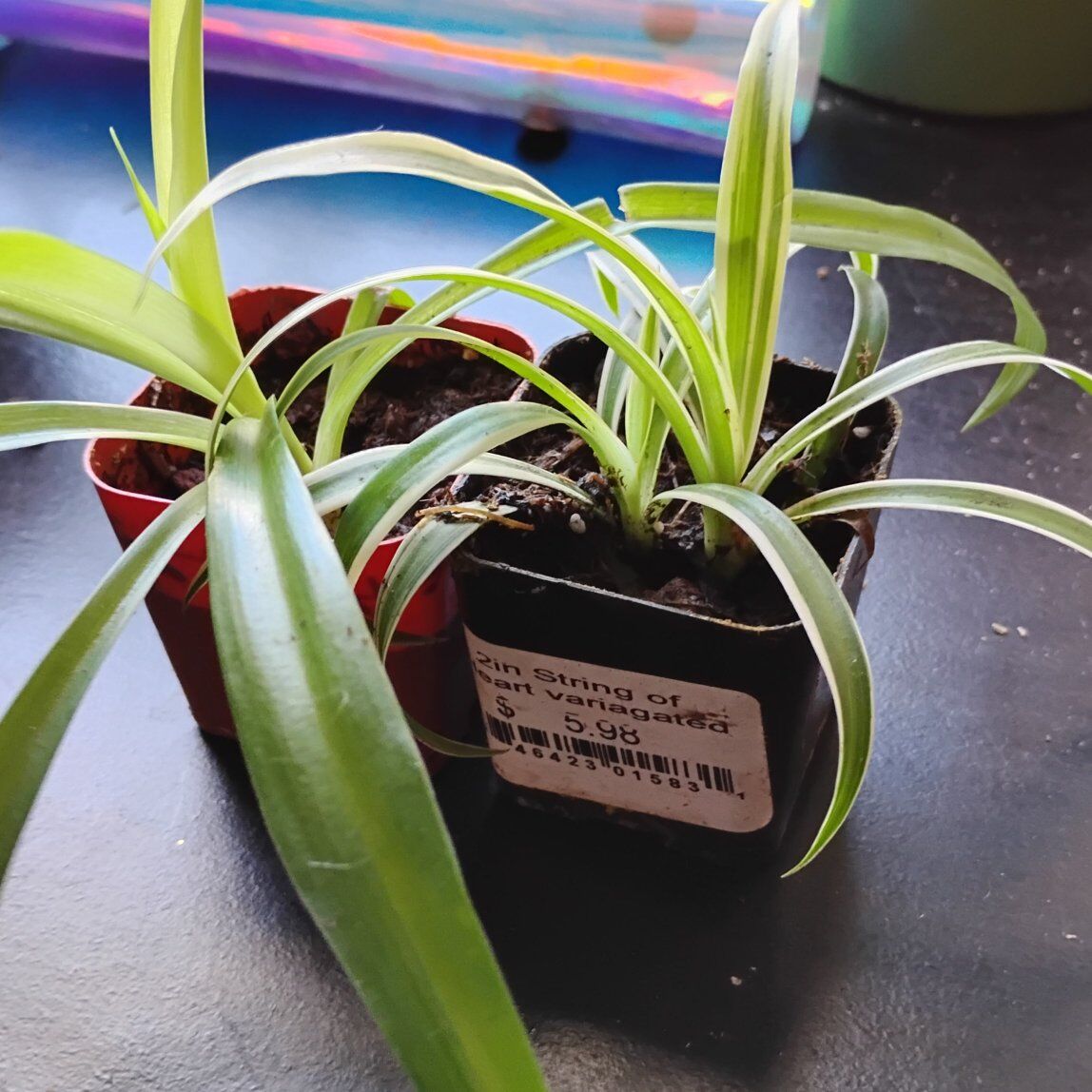 spider plants