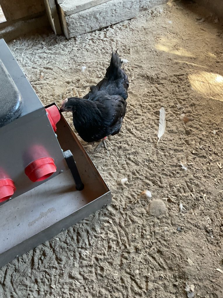 Hens Free