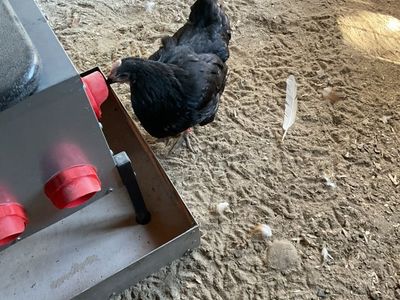 Hens Free