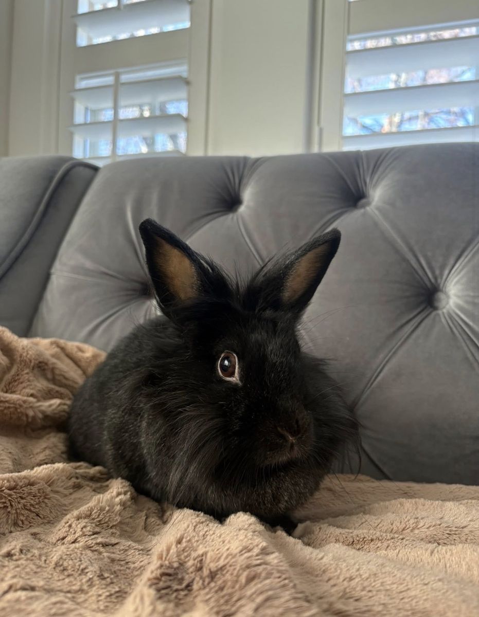 Sweet Bunny For Adoption Or To Foster