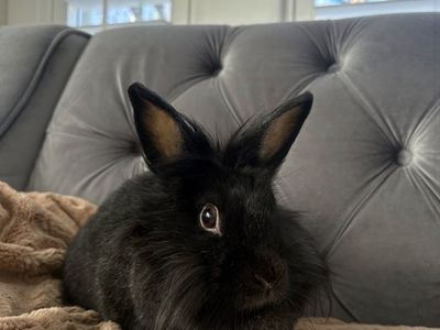 Sweet Bunny For Adoption Or To Foster