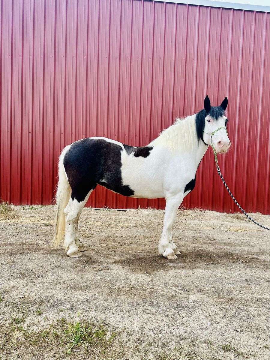 Gorgeous Registered Draft Mare