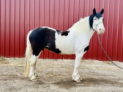 Gorgeous Registered Draft Mare