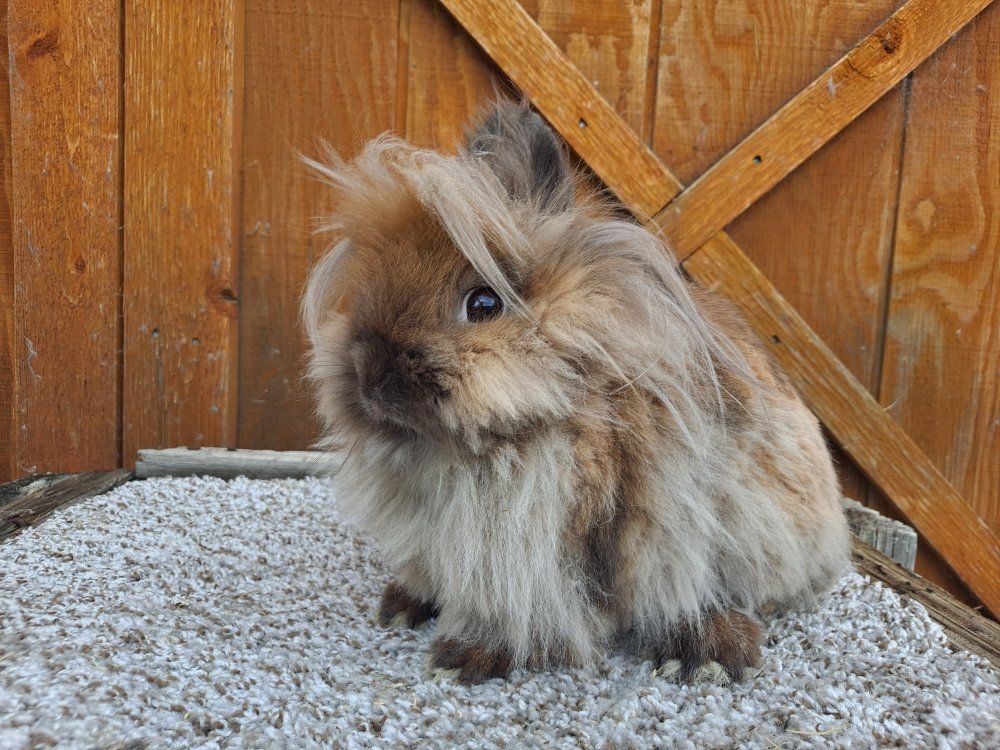 Lionhead Doe