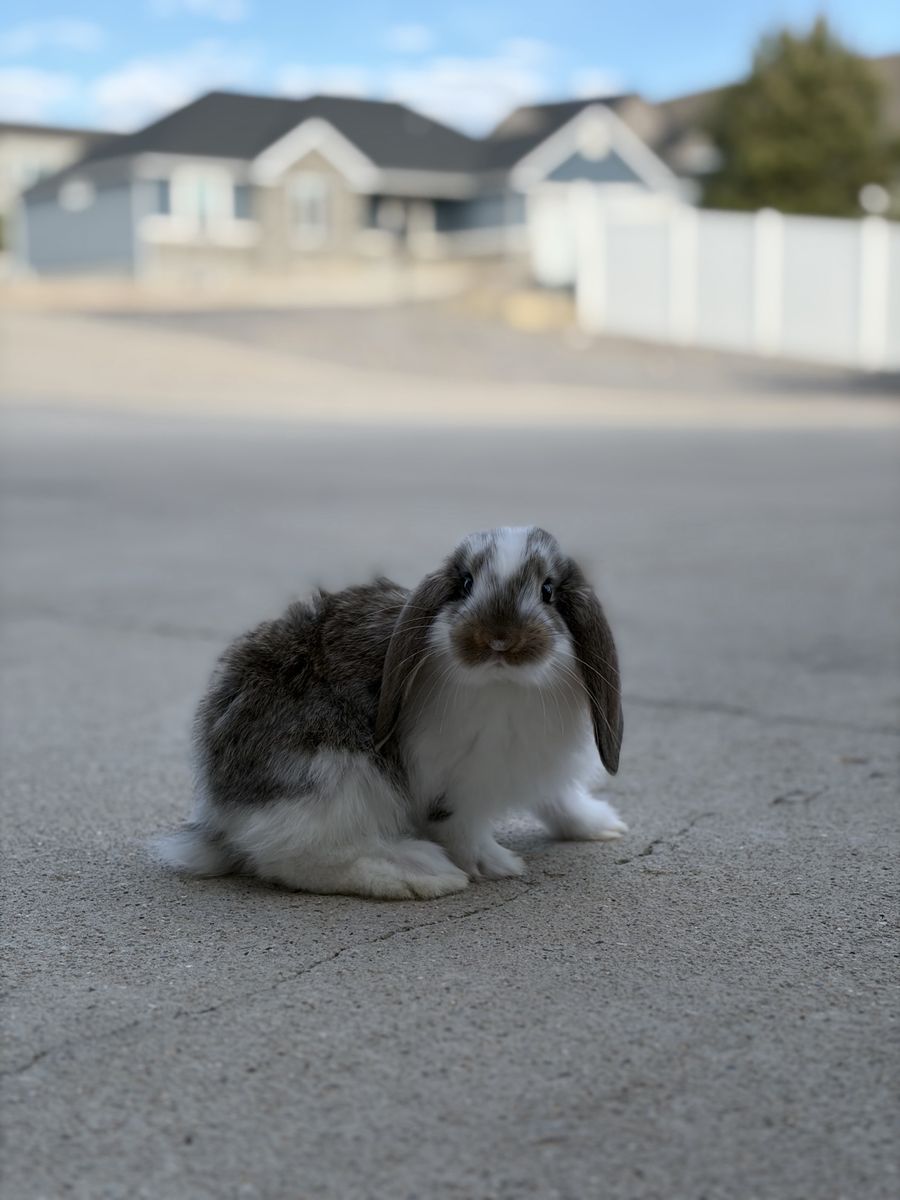 French Lop Buck