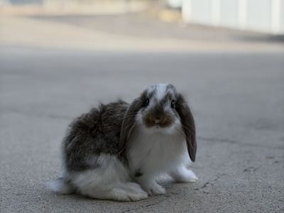 French Lop Buck
