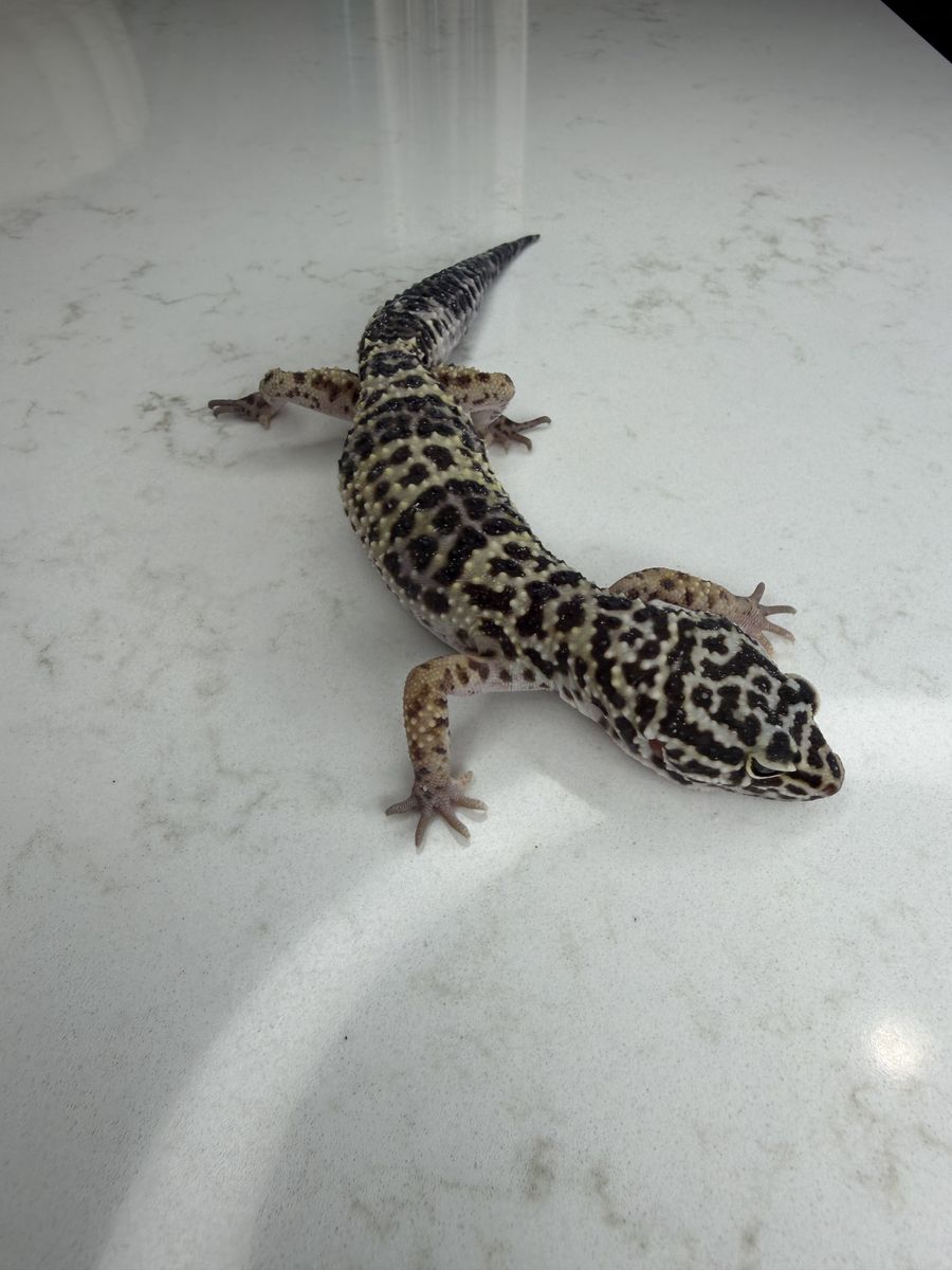 Leopard gecko (Multiple For Sale)