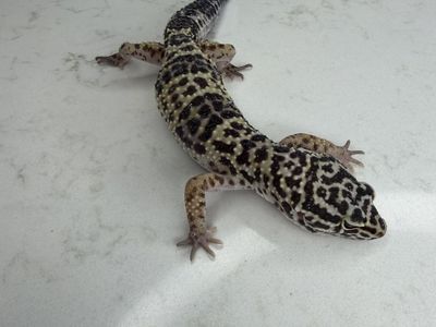 Leopard gecko (Multiple For Sale)