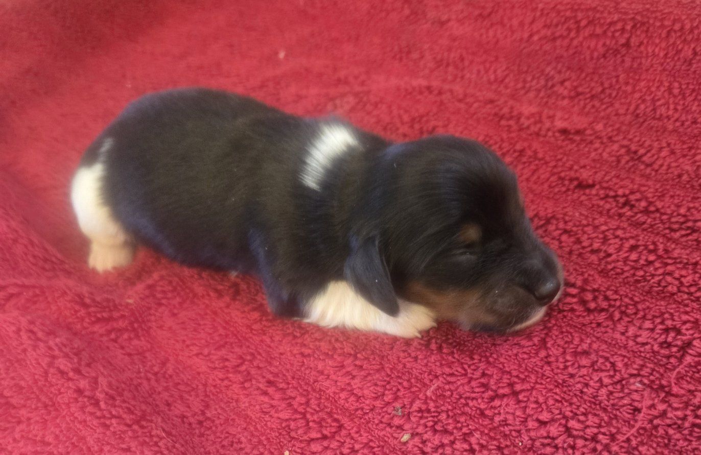 akc limited registration mini dachshund puppies.