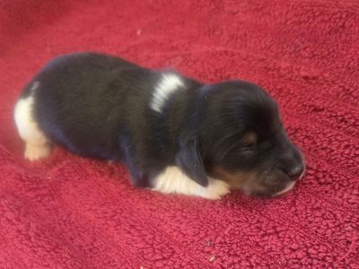 akc limited registration mini dachshund puppies.