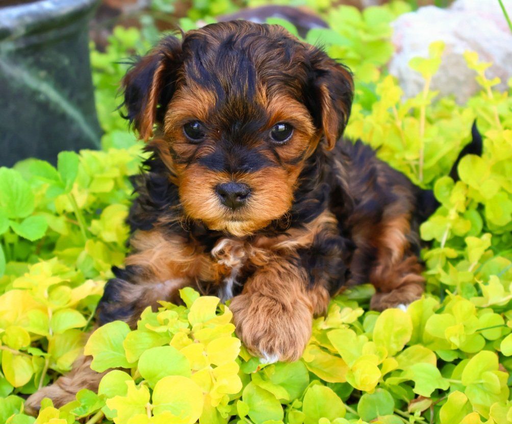 Adorable Shihpoo and Yorkipoo puppies
