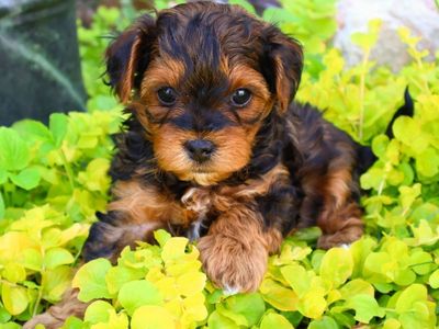 Adorable Shihpoo and Yorkipoo puppies