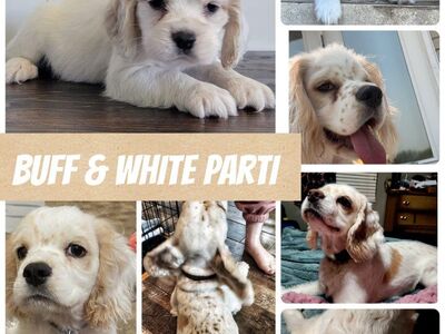 AKC American Cocker Spaniel Puppies