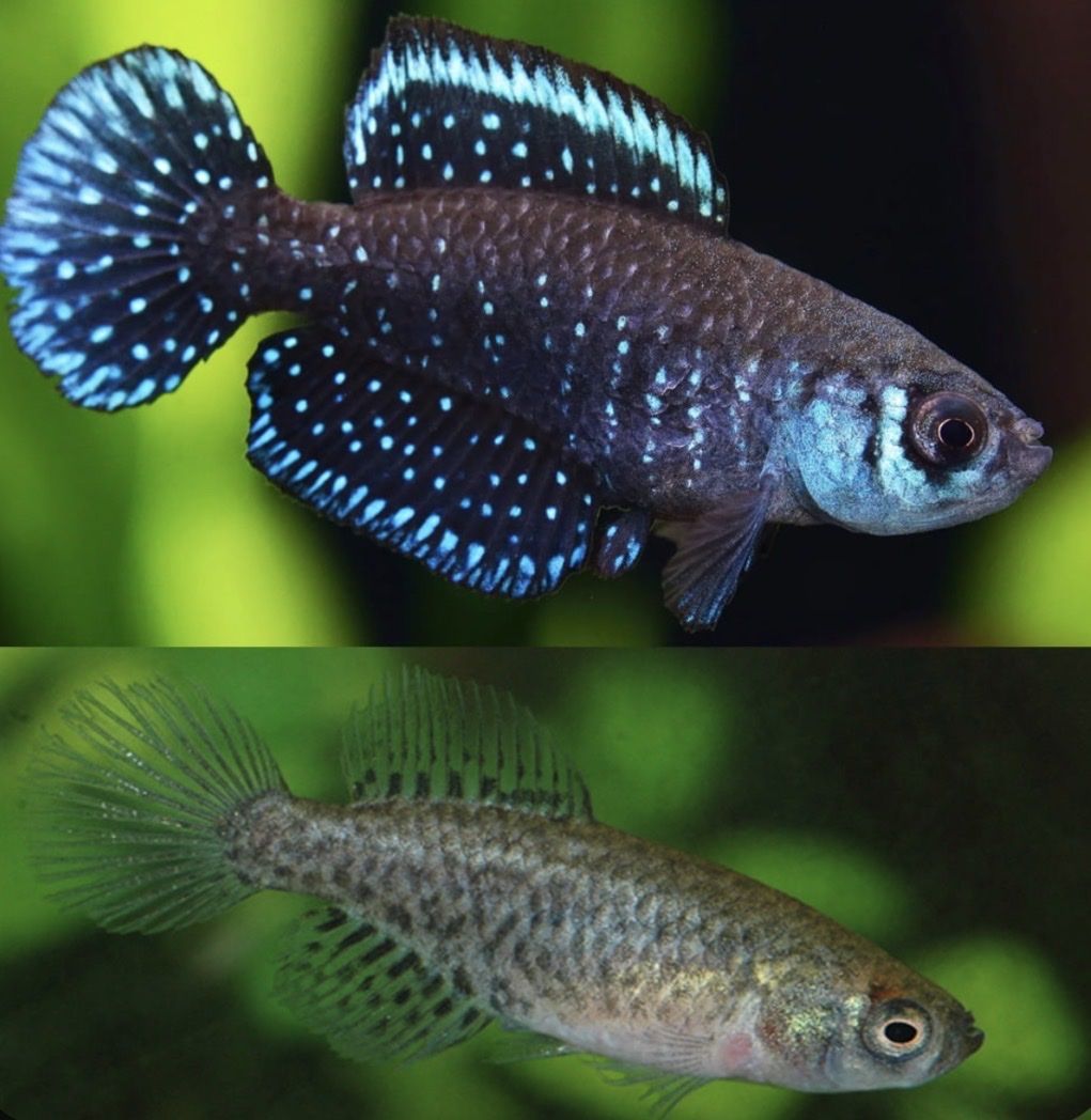 Matilebias alexandri pair