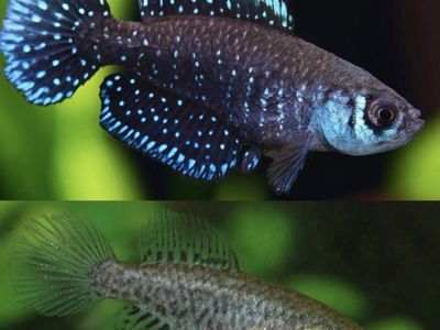 Matilebias alexandri pair