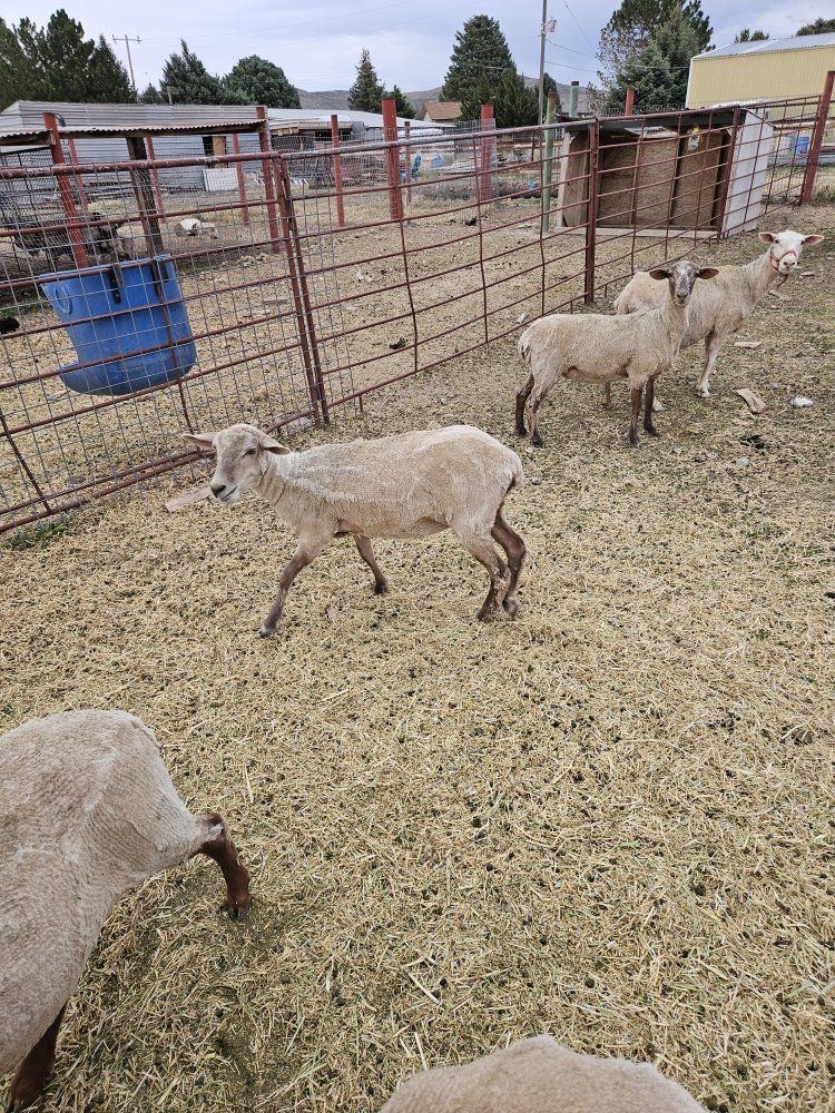 Tunis Lacuna Cross Ewes